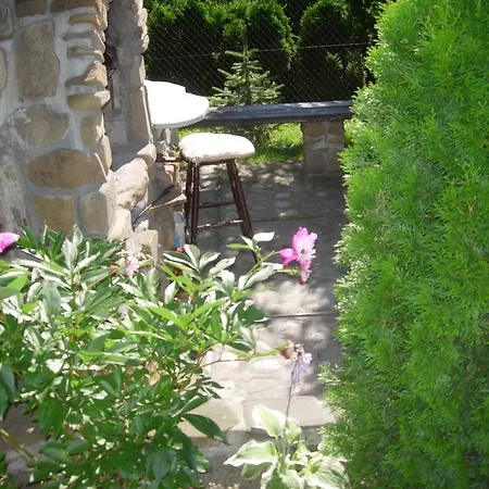 Goscinne Az Somatic *